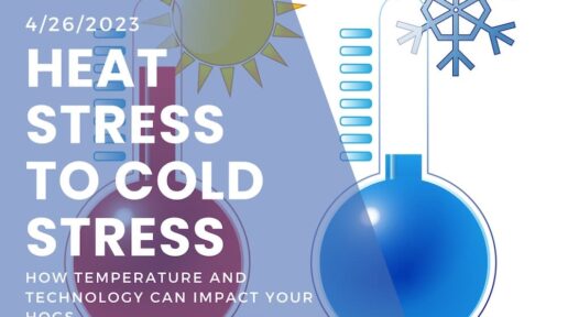 From Heat Stress to Cold Stress: How Temperature and Technology Can Impact Your Hogs