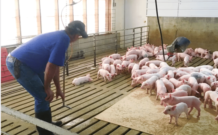 Pigs in barn with farmer